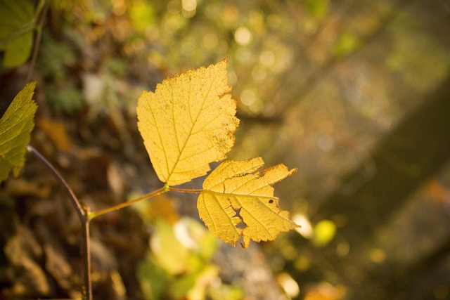 Free Leaf Nature photo and picture