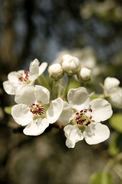 Free Spring Blossoms photo and picture