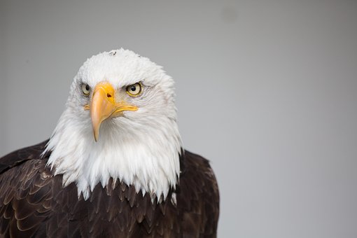Free Eagle Nature photo and picture