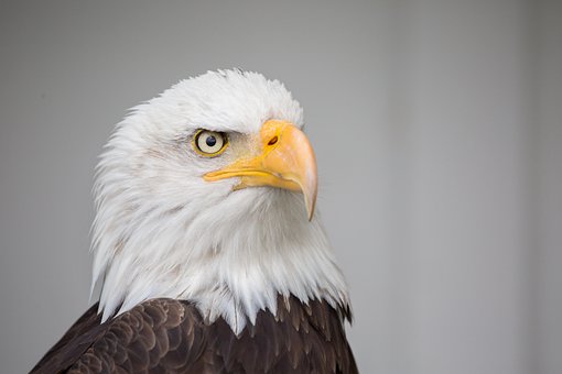 Free Eagle Nature photo and picture