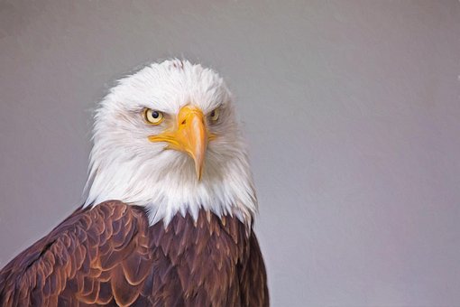 Free Eagle Nature photo and picture
