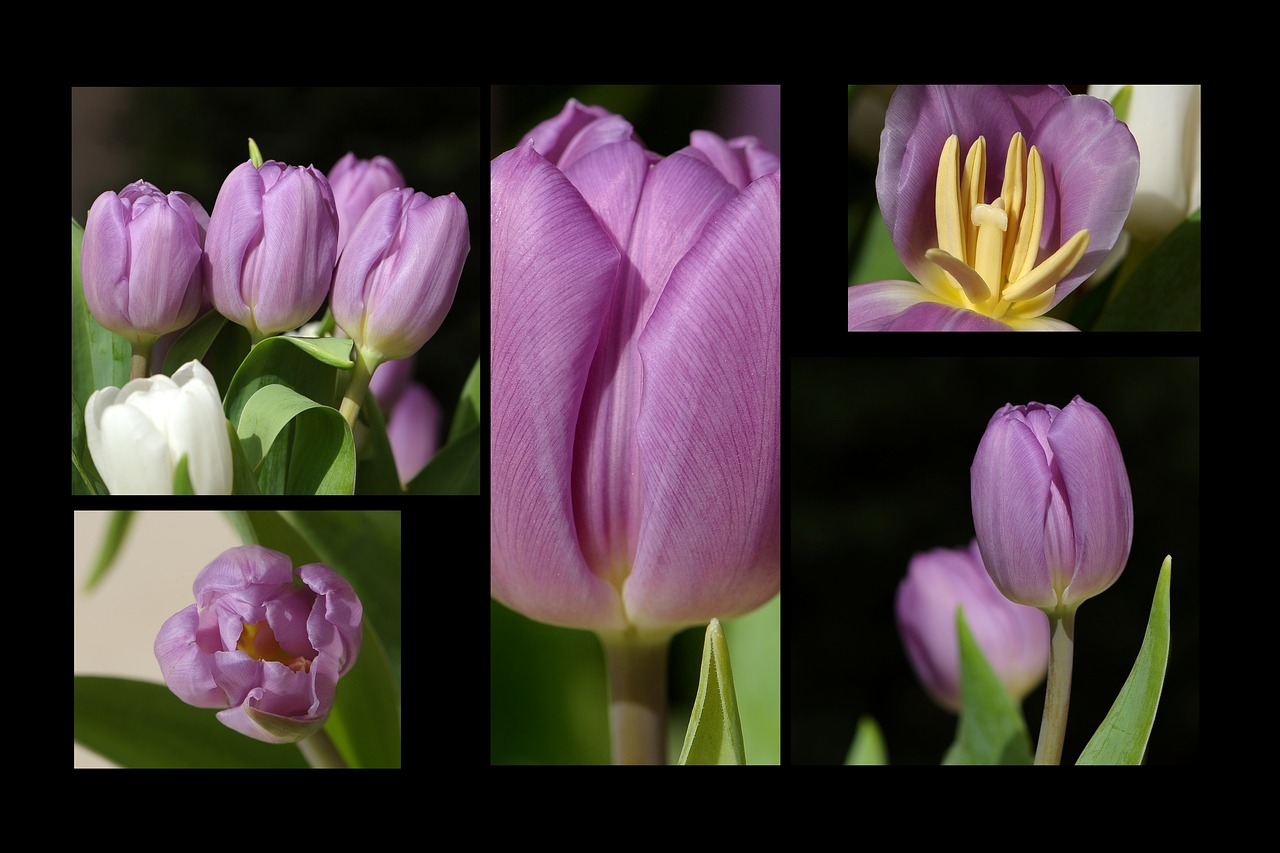Tulips - free online jigsaw puzzle photo