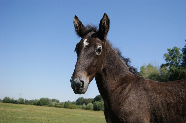 Hest, Dyr, Pattedyr, Gård, Køre