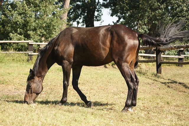 Hest, Dyr, Pattedyr, Gård, Køre