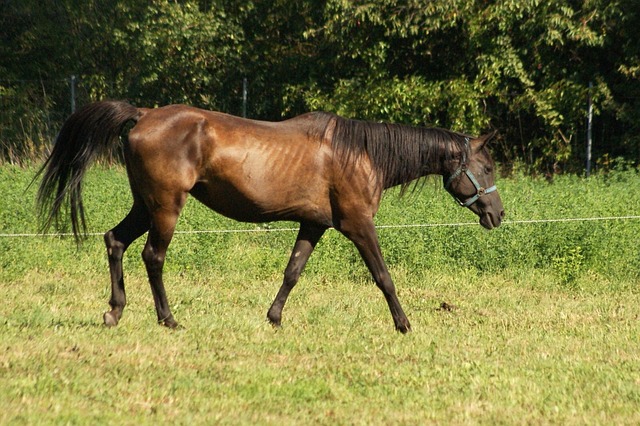 Hest, Dyr, Pattedyr, Gård, Køre