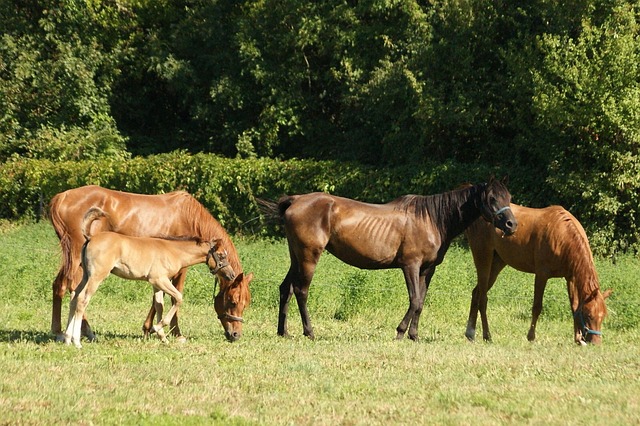 Hest, Dyr, Pattedyr, Gård, Køre