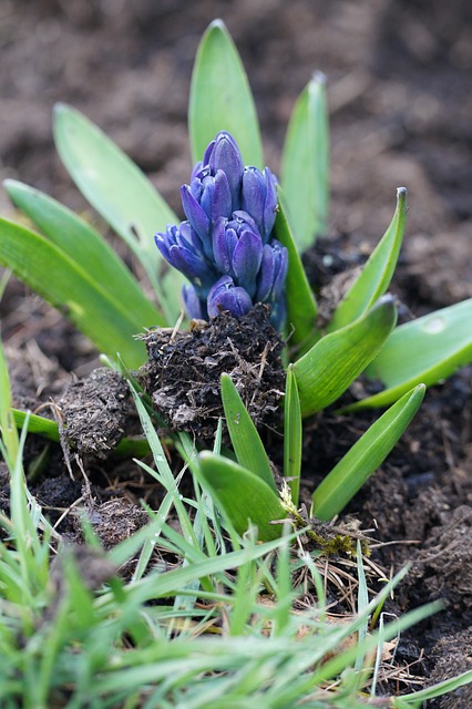 Ostern, Frühling, Blumen, Blüte, Garten