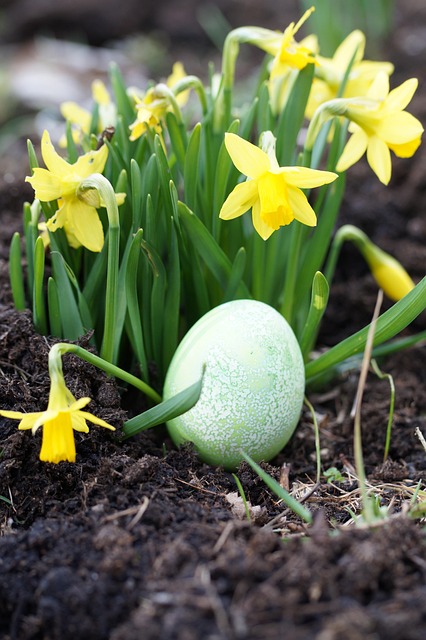 Ostern, Blumen, Narzissen, Osterglocken