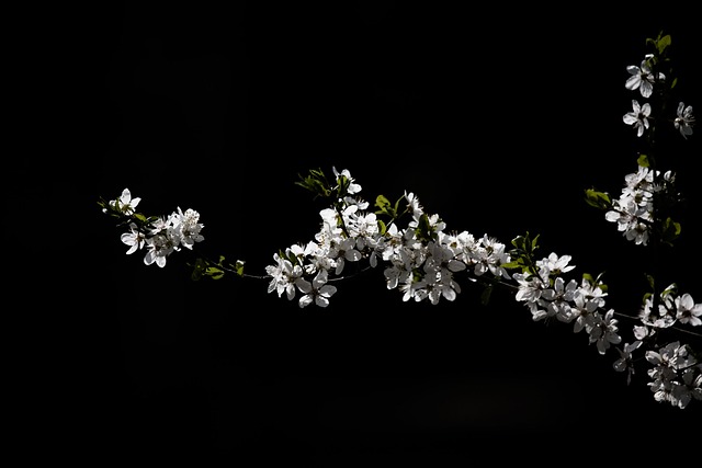 Free Wood Flower photo and picture