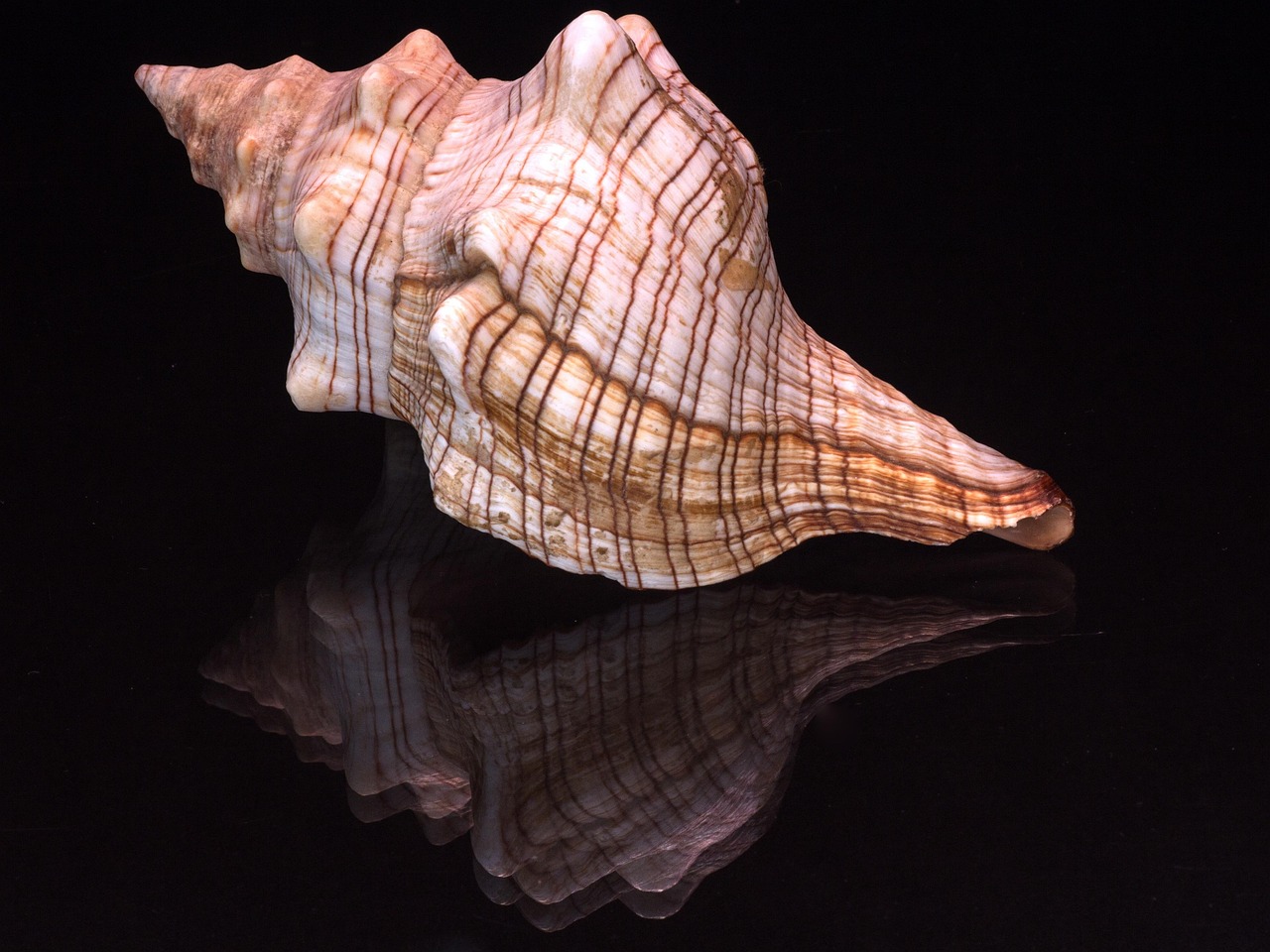 Still Life Shell Glass Reflection - Free photo on Pixabay