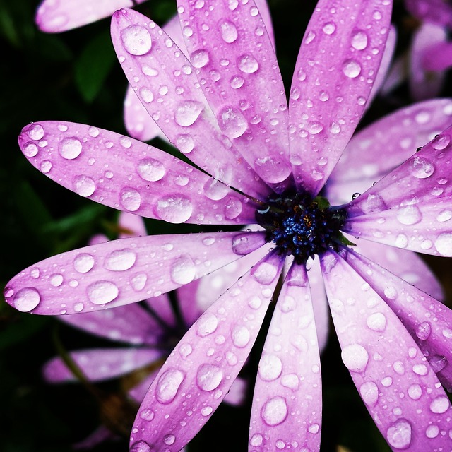 Free Water Droplet photo and picture