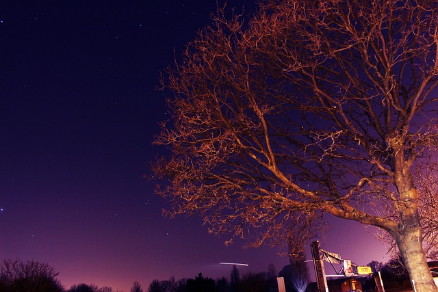 Free Tree Night photo and picture