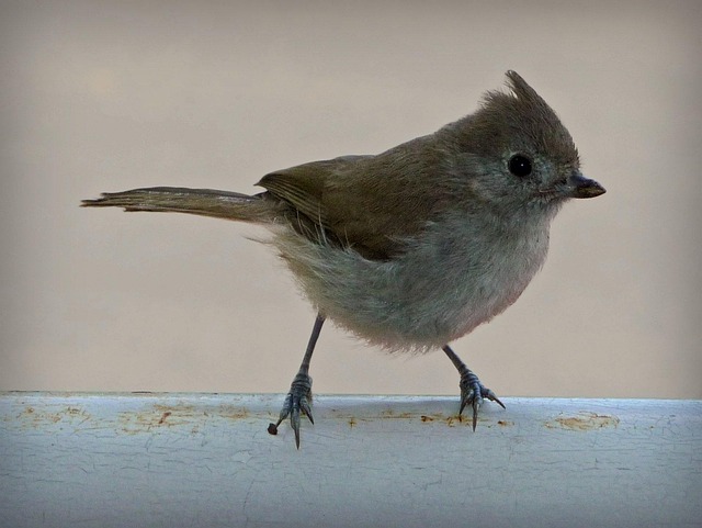 Free Bird Cute photo and picture