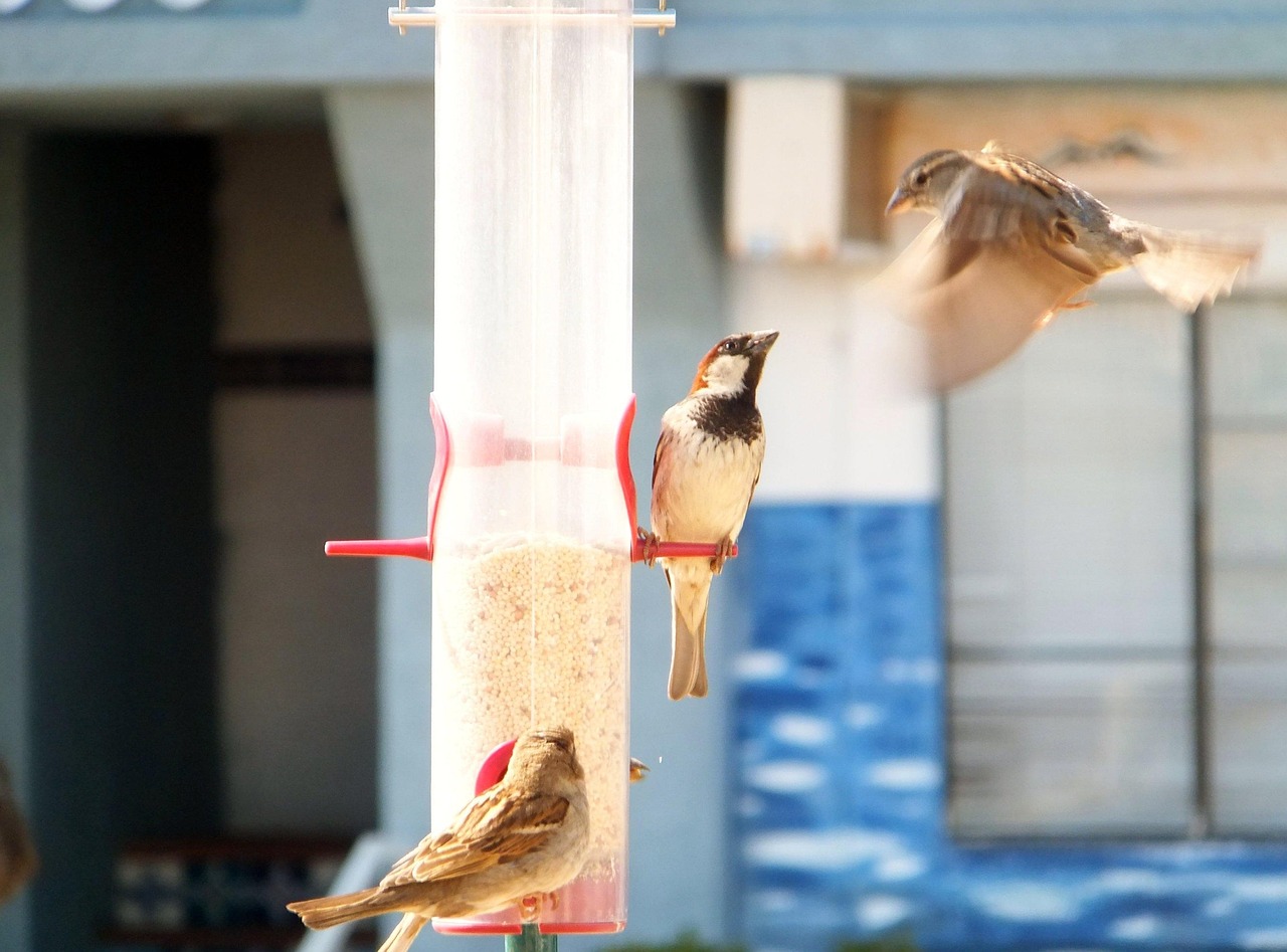 Birds Pecking Order Bird Feeder Free photo on Pixabay Pixabay