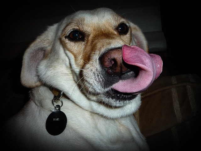 Free Dog Lick photo and picture