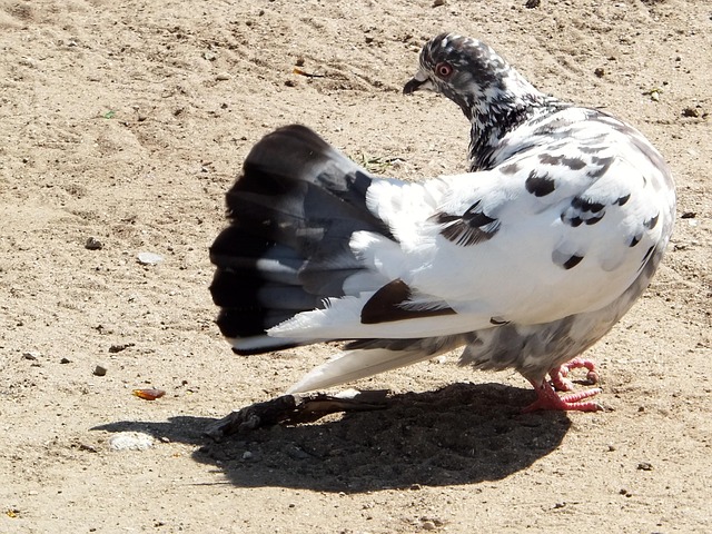 Free Pigeon Spotted photo and picture