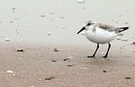 red knot, calidris canutus, bird