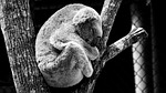 animal, koala, nature