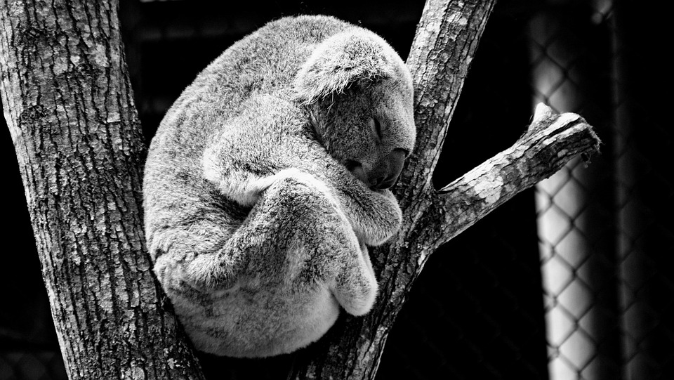 Animales, Koala, Naturaleza