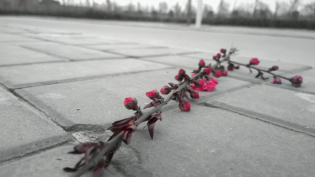 Flor, Snag, Filial, Na Estrada