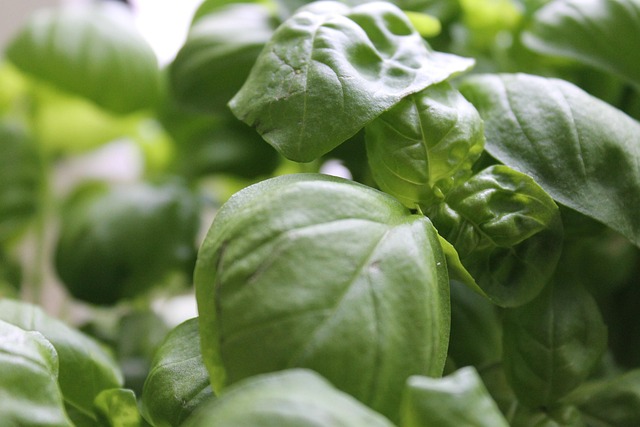 Free Basil Kitchen photo and picture