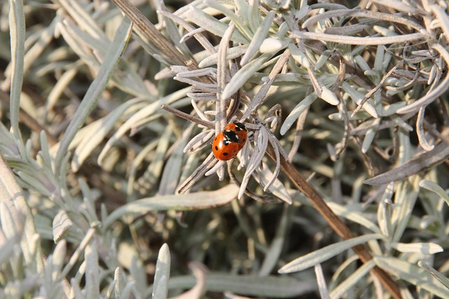 Free Lavender Ladybug photo and picture