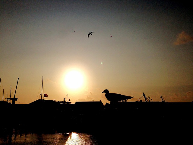 Free Gull Backlighting photo and picture