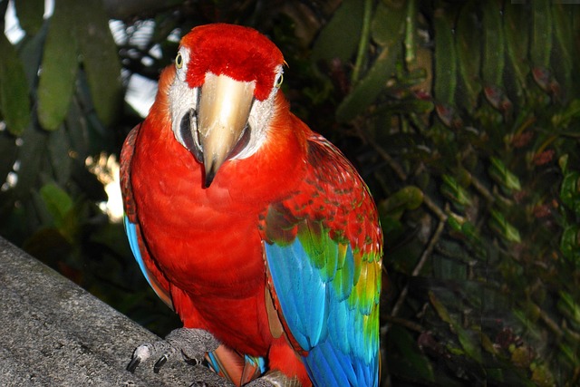 Free Arara Tropical Bird photo and picture