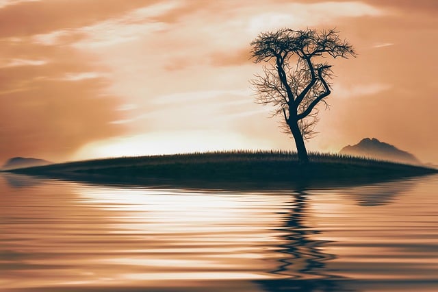 Tre, Natur, Innsjø, Vann, Himmel
