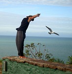 freedom, flight, bird