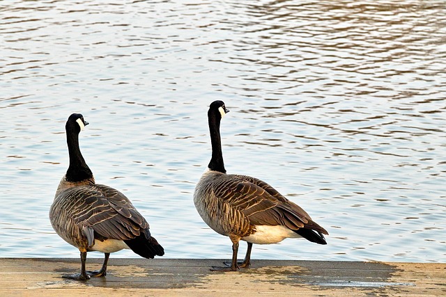 Free Wild Geese Few photo and picture