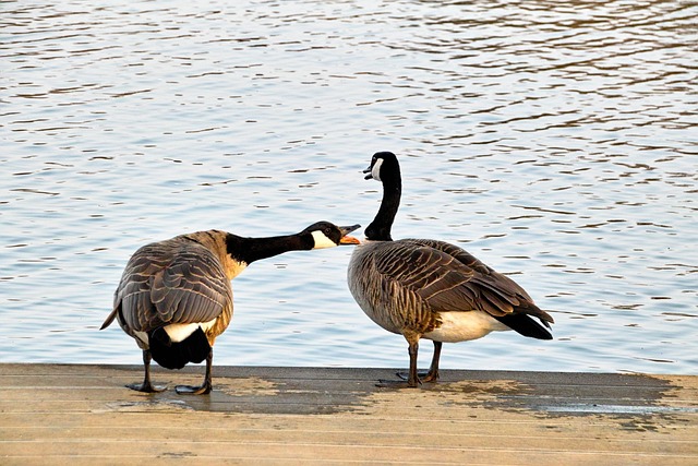 Free Wild Geese Two photo and picture