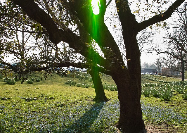 Free Tree Aasee photo and picture