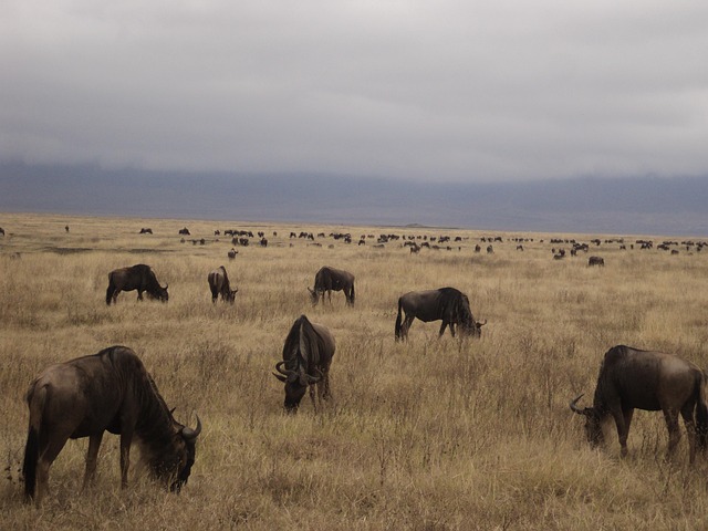 Free Buffalo Gnu photo and picture