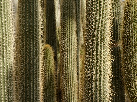 Free Cacti Cactus photo and picture