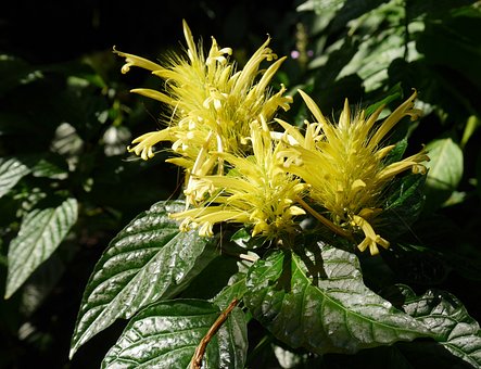 Free Flower Blossoms photo and picture
