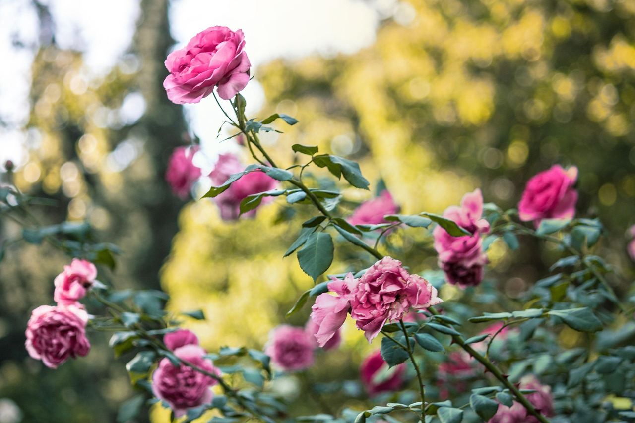 Garten Rosa Rosen - Kostenloses Foto auf Pixabay - Pixabay