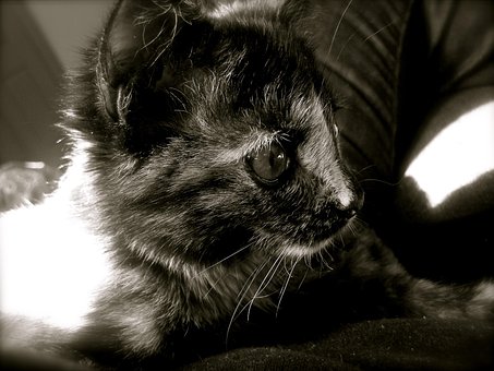 Kat, Killing, Sort Og Hvid, Dyr, Sød