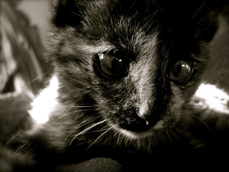 Killing, Kæledyr, Sød, Dyr, Kitty