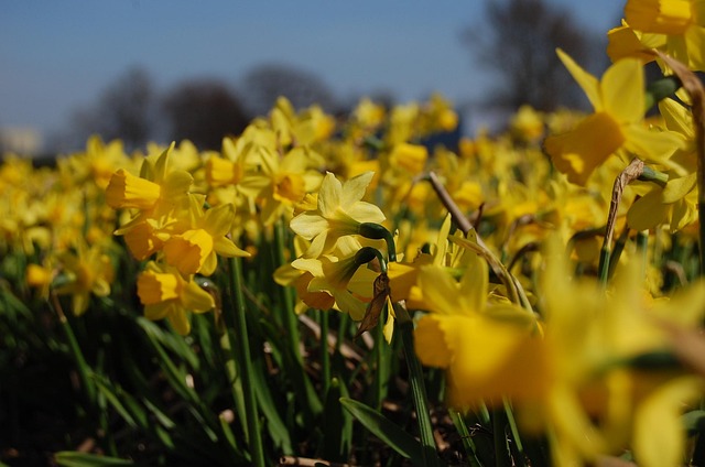 Free Daffodil Flowers photo and picture
