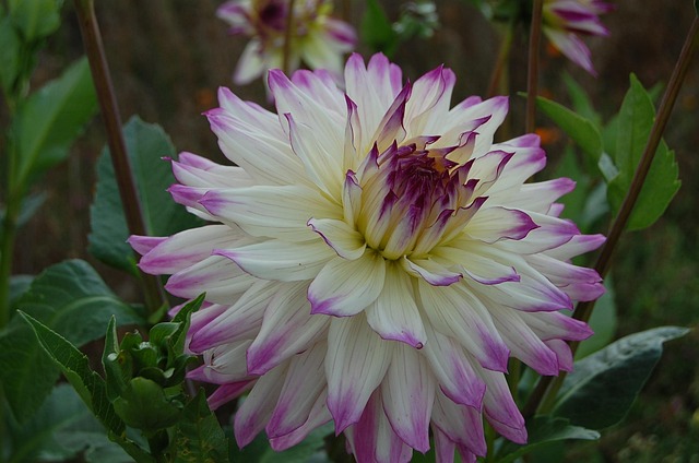 Free Dahlia White photo and picture