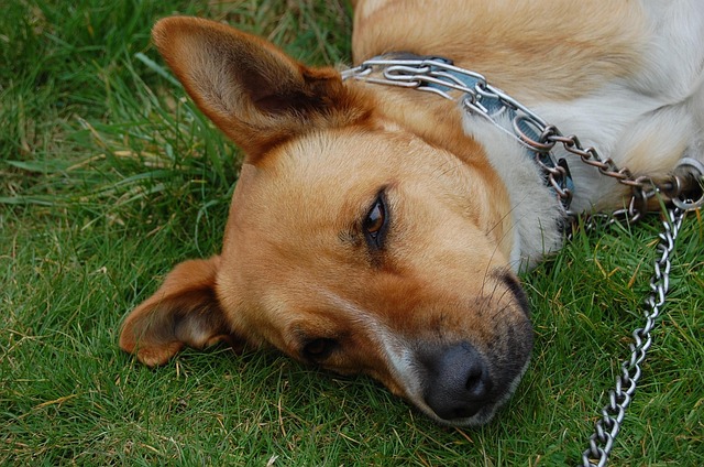 Free Dog Animal photo and picture