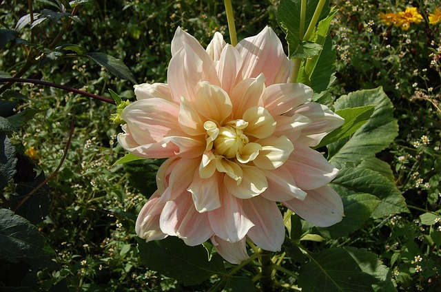 Free Flower Pink photo and picture