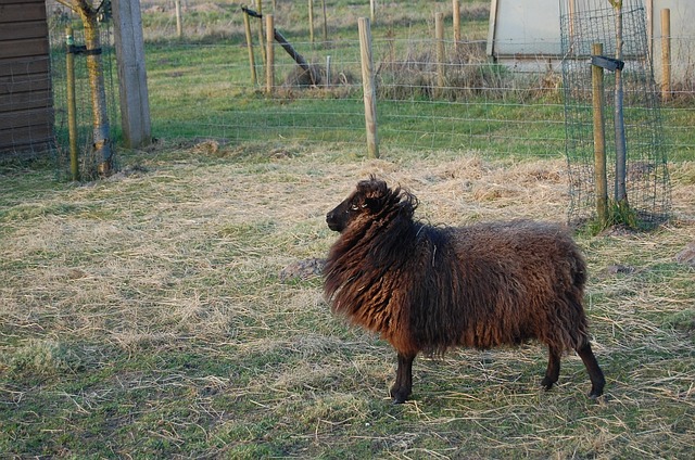 Free Sheep Black photo and picture
