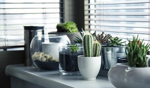 Pots, Plants, Cactus, Succulent