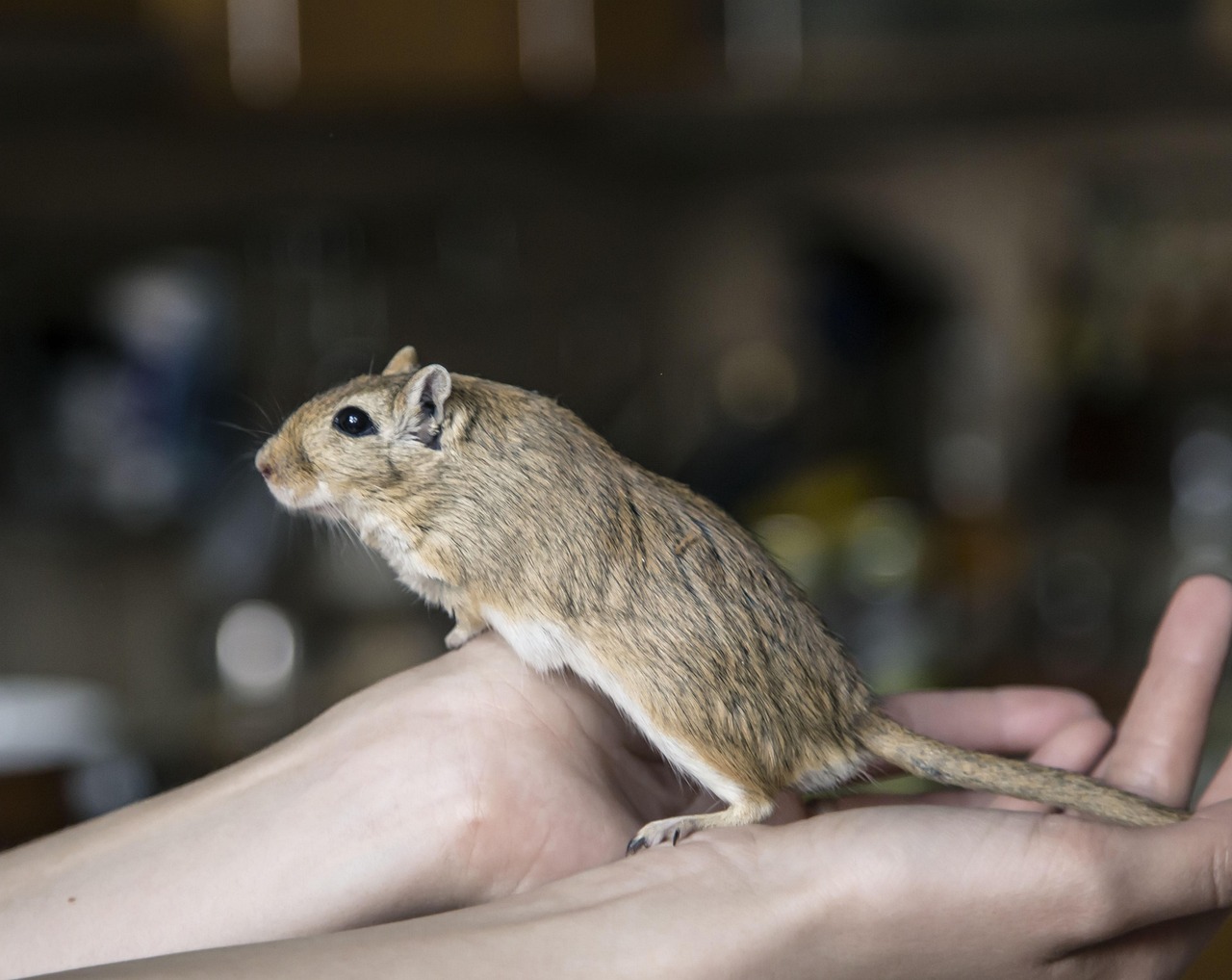 300 Free Mice Mouse Images Pixabay