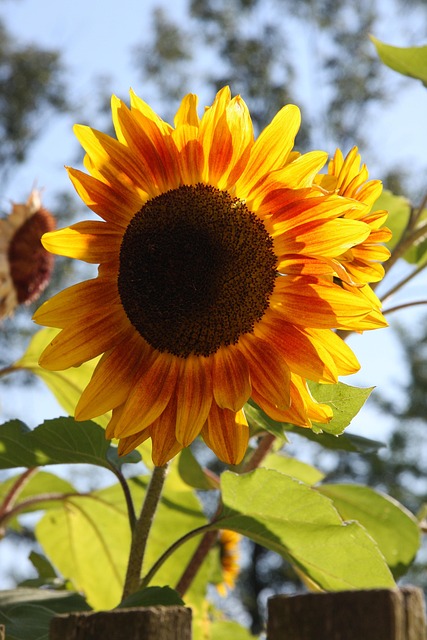 Free Summer Nature photo and picture