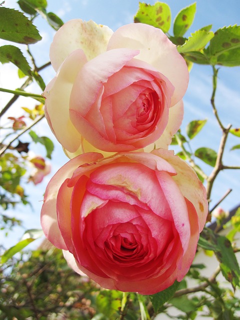 Free Nature Flowers photo and picture