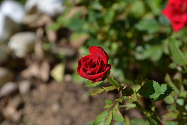 Free Flower Red Rose photo and picture