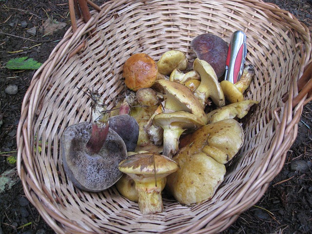 Free Mushroom Harvest photo and picture